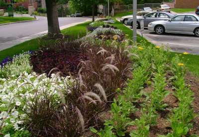 Landscape design and installation using purple fountain grass.